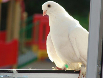 家の屋根の上の白い鳩は何ですか 夢の中で白い鳩