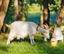 Lapte de capră: beneficii și daune pentru organismul uman, contraindicații de utilizare