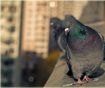 Приметы о голубях - если голубь залетел в окно